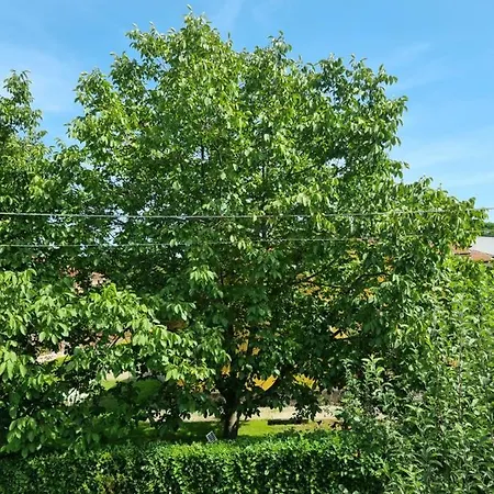 B&B Roccamonfina * Roccamonfina